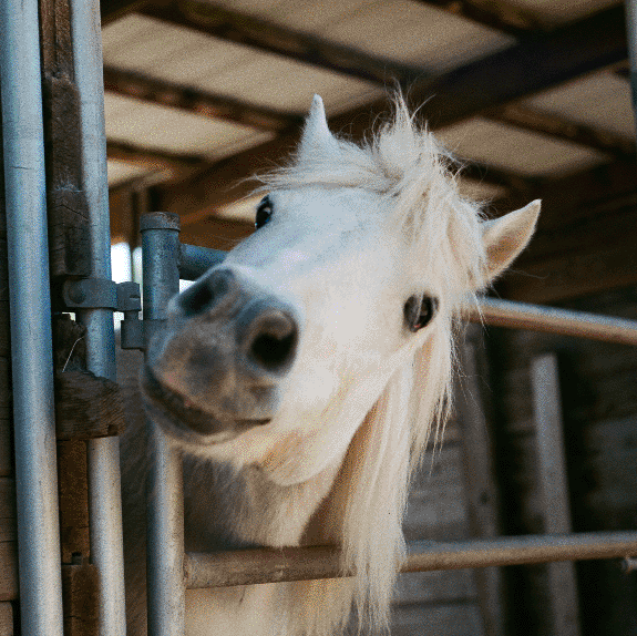 anyway here's a picture of a horse if that helps
